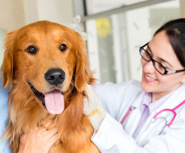 Risonanza Magnetica per cani e gatti a padova